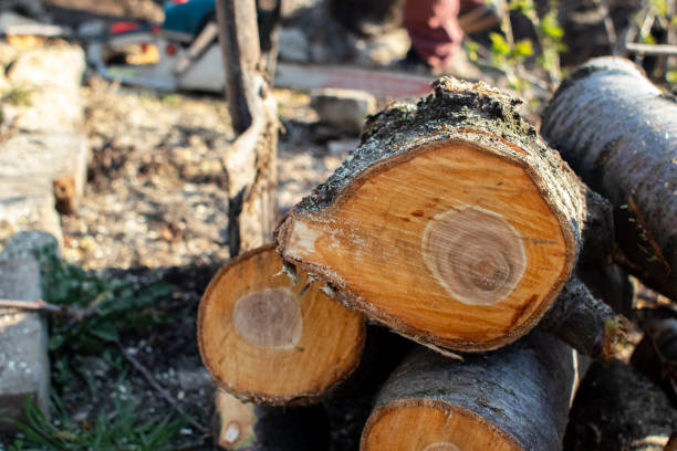 How Our Tree Care Process Works  in  Gustine, CA